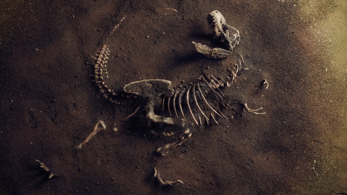 Des scientifiques font une incroyable découverte dans l'estomac d'un tyrannosaure vieux de 75 millions d'années