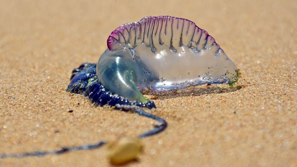 « Vessies de mer » : quelles sont ces créatures mystérieuses, au venin mortel, qui ont entraîné la fermeture de plusieurs plages ?