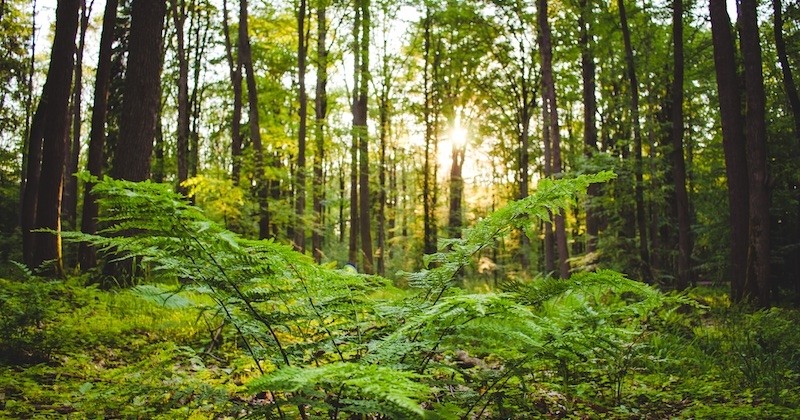 Pour repeupler ses forêts, la France s'engage à planter 50 millions d'arbres dans les années à venir