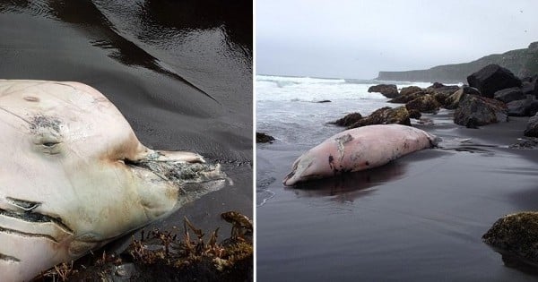 Une nouvelle espèce de baleine découverte en Alaska ? Le cadavre d'une créature mystérieuse laisse planer tous les doutes ! 