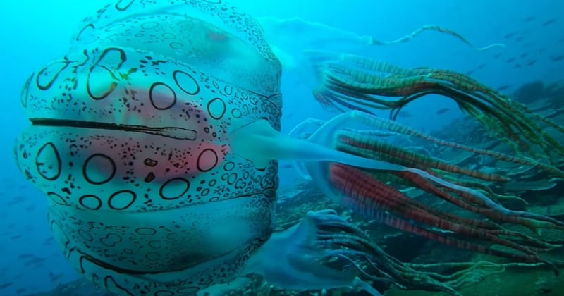 Pour la première fois, un plongeur a réussi à filmer une espèce de méduse très rare et d'une taille incroyable