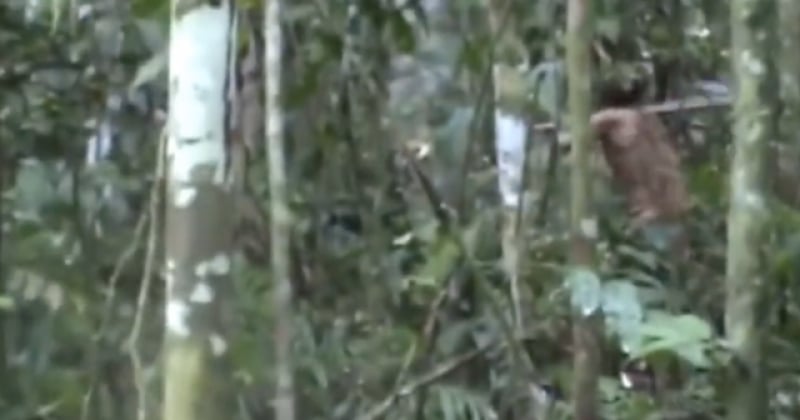 Après avoir passé 26 ans seul dans la jungle, le dernier survivant d'une tribu indigène a trouvé la mort au Brésil