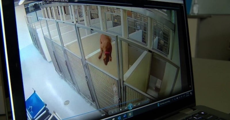 Ce chien escalade un mur pour rejoindre son meilleur ami dans un refuge, une vidéo touchante