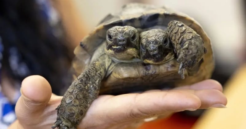 Record : la plus vieille tortue à deux têtes du monde a fêté ses 25 ans