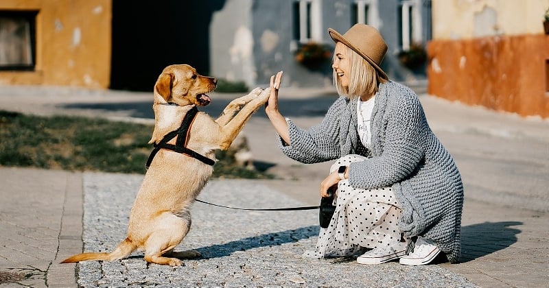 Les chiens comprendraient au moins 89 mots et phrases de notre langage, selon une nouvelle étude 