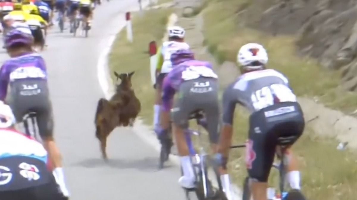 Un coureur cycliste du Giro attaqué par... une chèvre en pleine course, la vidéo fait le tour du monde