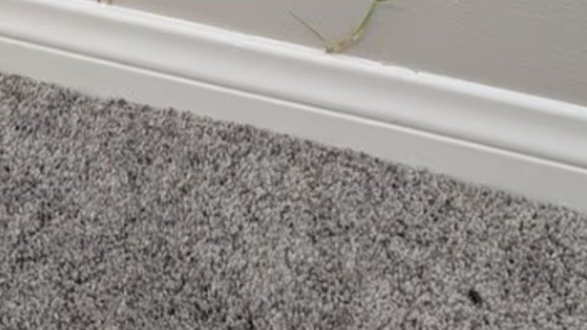 Il pense avoir trouvé la maison de ses rêves, mais fait une découverte dégoûtante dans les murs