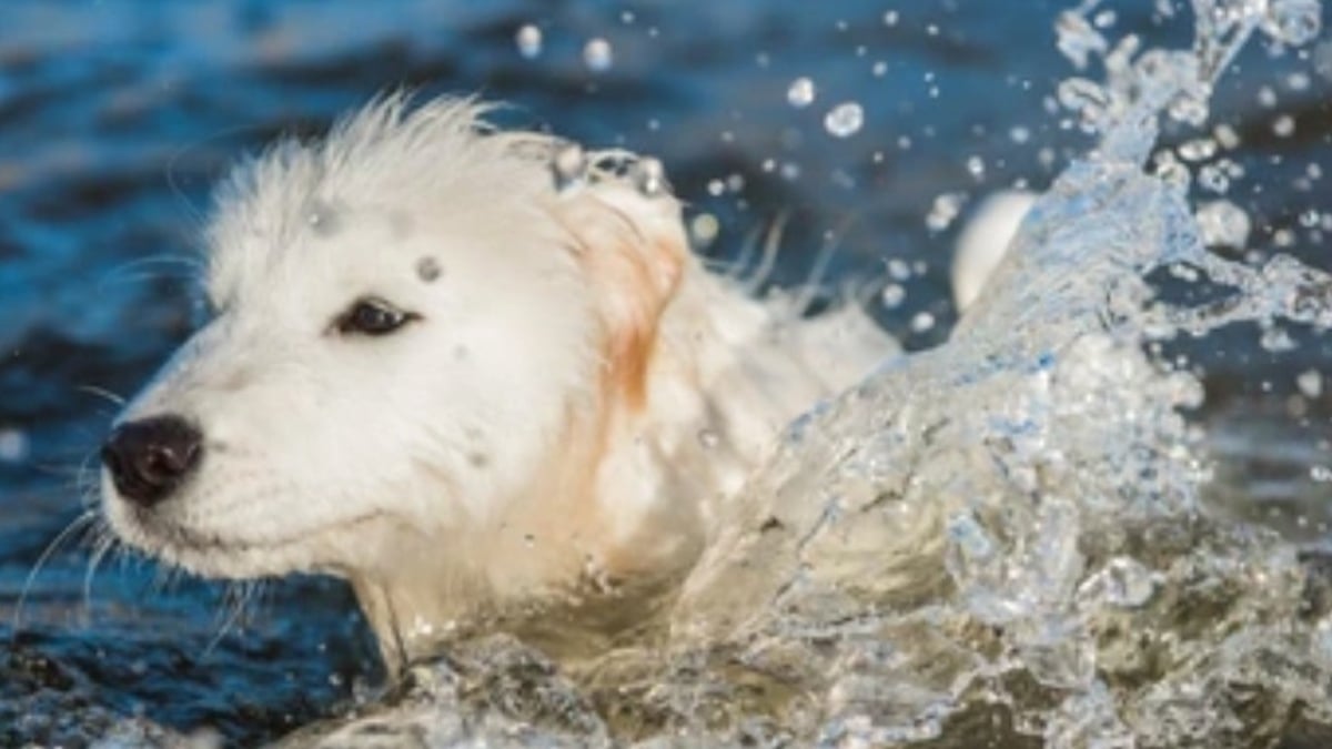 Bruxelles : un serveur héroïque sauve un chien tombé dans l'eau glacée du canal 