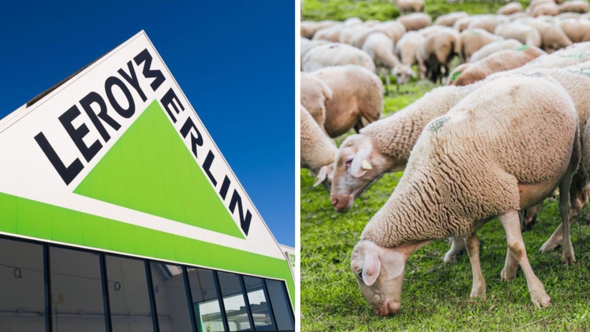 Des moutons mangent une pelouse