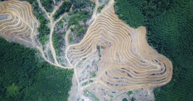 Par rapport à juillet 2018, la déforestation au Brésil a explosé de 278 % le mois dernier