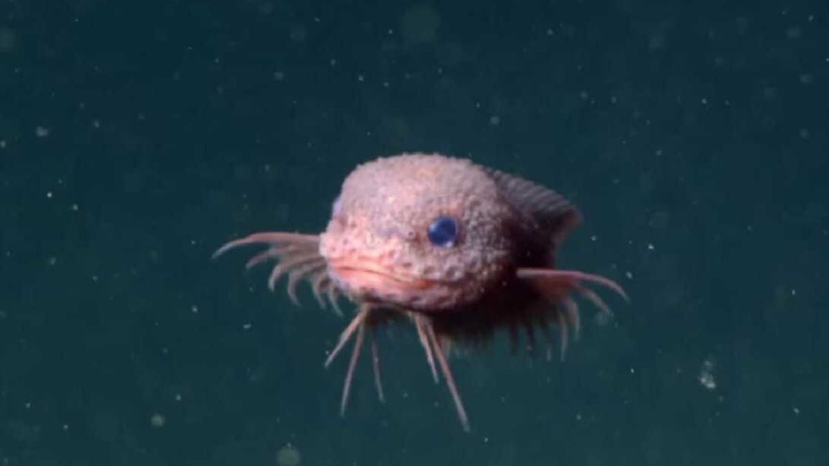 Une nouvelle espèce de poisson « adorable » découverte par des scientifiques dans les profondeurs de l'océan