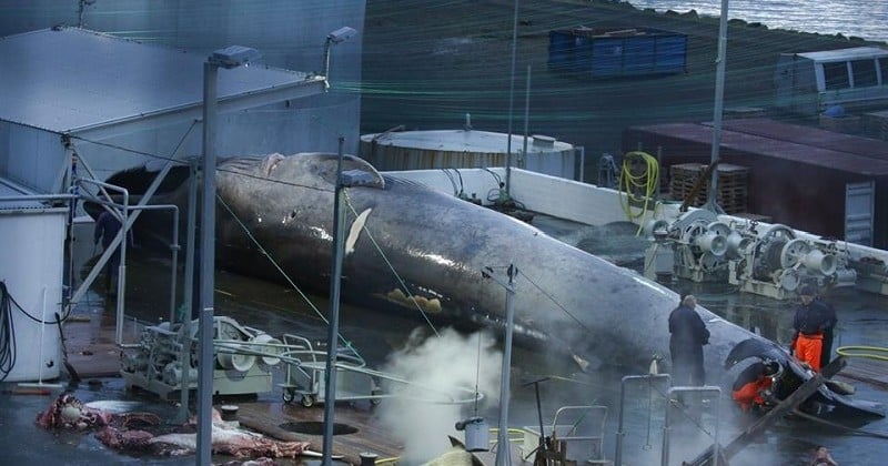 En Islande, Sea Shepherd dénonce le massacre de l'une des dernières baleines bleues, une espèce protégée