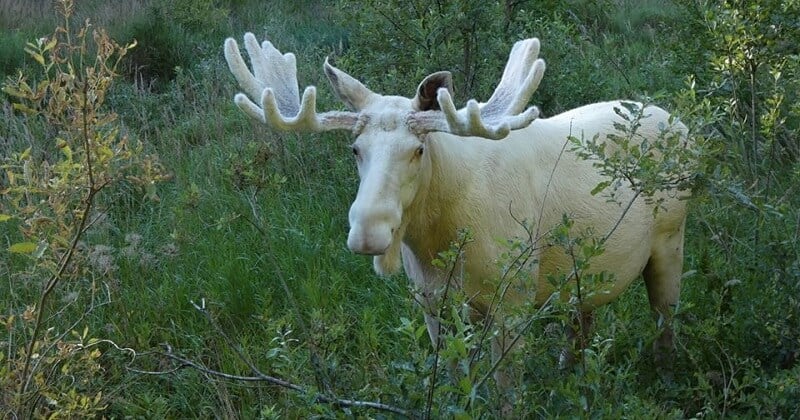 Au Canada, un élan blanc très rare a été abattu par des chasseurs