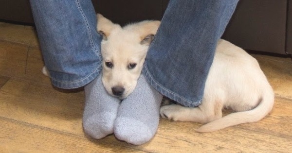 Ces 8 comportements de chien peuvent vous paraître bizarres... Pourtant, ils ont une signification très forte ! Saurez-vous les décrypter ?