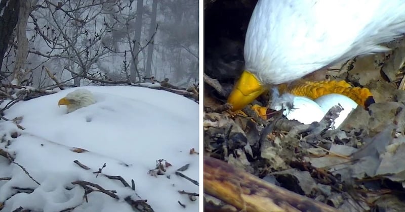 Vidéo : cet aigle refuse de bouger et se fait enterrer sous la neige pour protéger ses oeufs durant une tempête