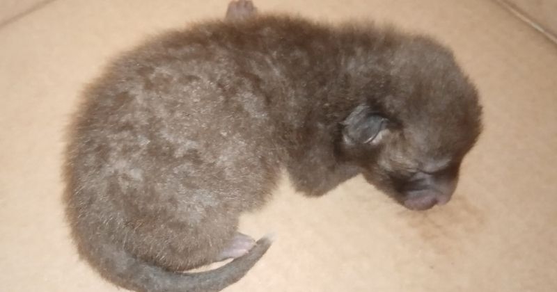 Un renardeau, abandonné par sa mère dans un caniveau, a été sauvé de la noyade, au Havre