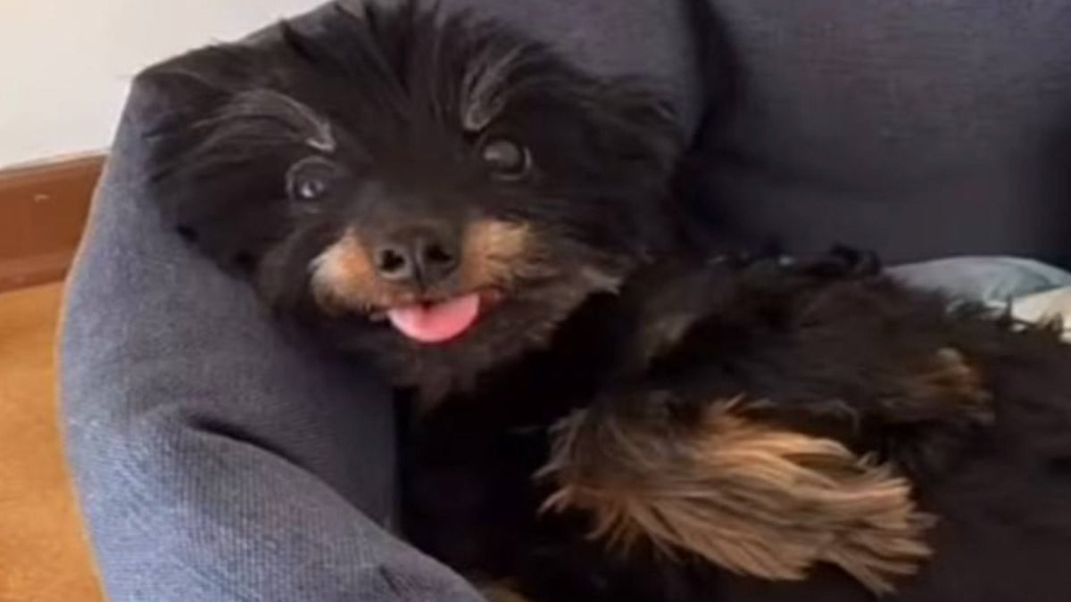 Un petit chien de 4 kg s'approche de son fils, il prend peur, le jette dans le vide... et le tue