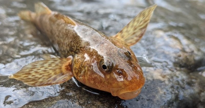 Un poisson roumain vieux de 65 millions d'années est menacé d'extinction à cause de la construction de barrages