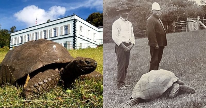 La tortue Jonathan, plus vieil animal terrestre au monde, fête ses 190 ans
