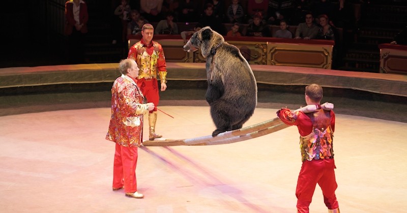 La chaîne Gulli s'engage à ne plus diffuser de spectacles avec des animaux