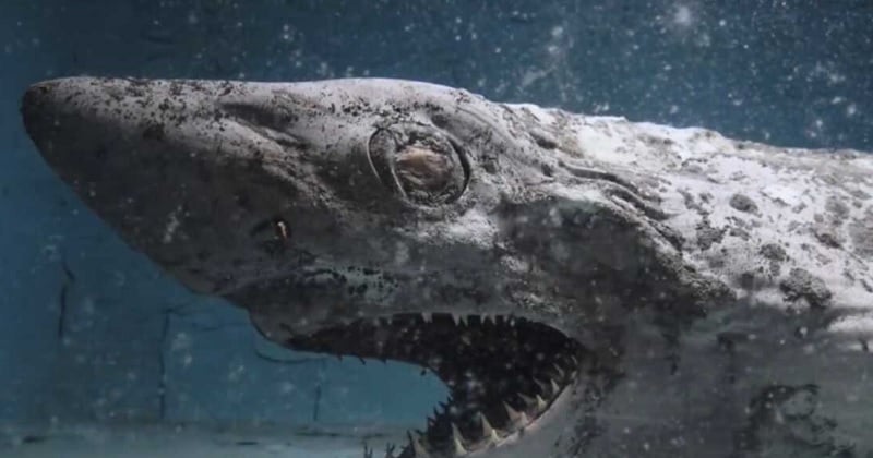 Un requin momifié, des pieuvres et calmars desséchés retrouvés dans un aquarium abandonné en Espagne