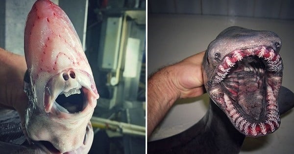 Un pêcheur russe partage sur Instagram les créatures les plus horribles qu'il récupère dans ses filets... Vous n'allez pas fermer l'oeil de la nuit !