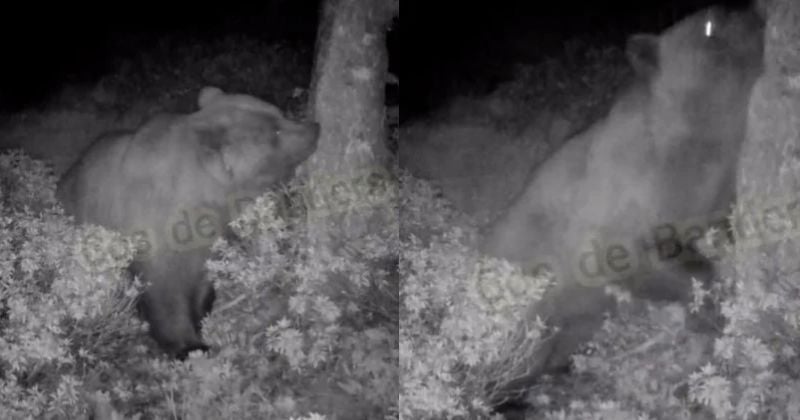 Un ours aperçu en Andorre, une première depuis... 1942