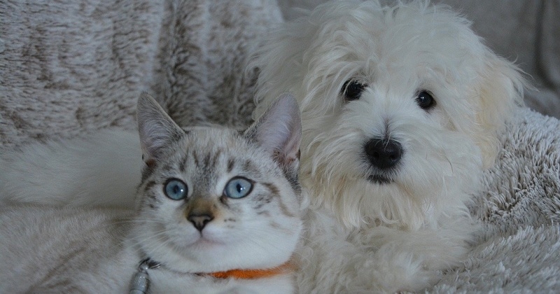 Cette vidéo d'un chien devenant un chat fait tourner la tête des internautes