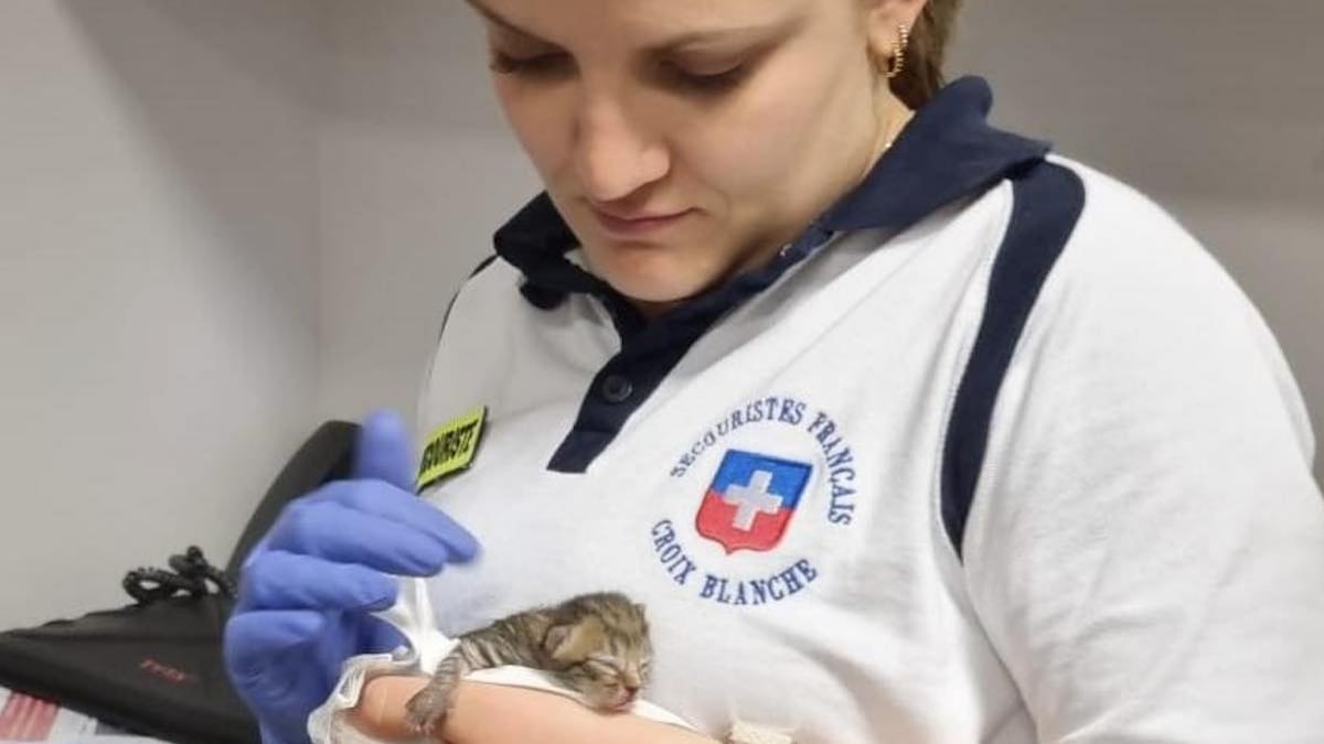 « Il avait encore le cordon » : un chaton a été retrouvé sous le siège d'un supporter lors du match OL-Brest 