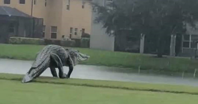 Floride : un alligator d'une taille impressionnante a été aperçu sur un terrain de golf