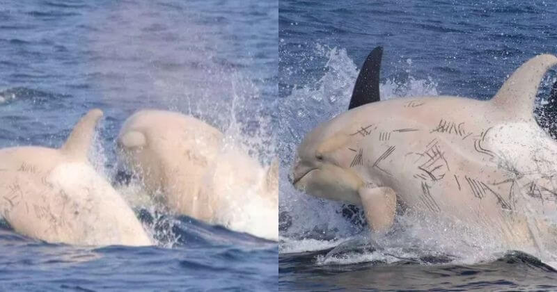 Deux rarissimes orques blanches ont été observées au large du Japon