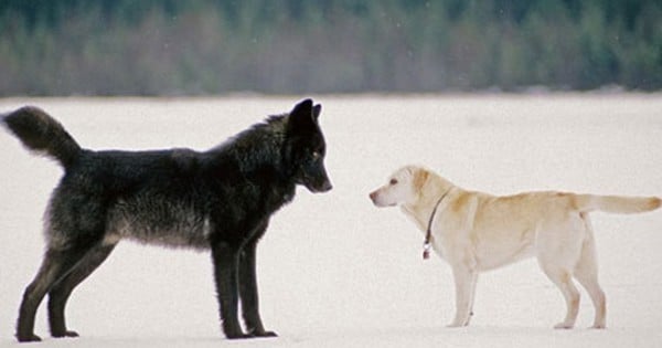 Ce magnifique loup sauvage d’Alaska a un comportement tout à fait incroyable lorsqu’il approche de ses cousins les chiens… Regardez !