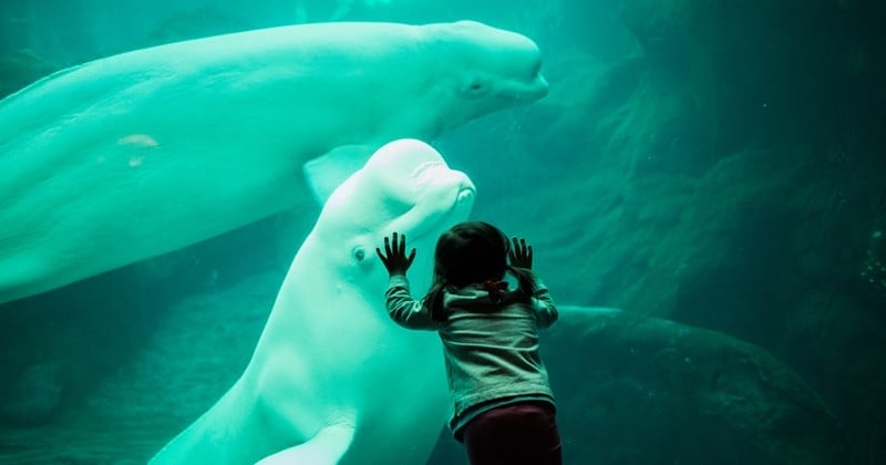 Deux bélugas provenant d'un bassin chinois vont rejoindre un sanctuaire marin en Islande