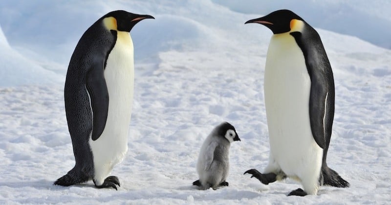 Antarctique : hécatombe chez les poussins de la seconde colonie la plus importante de manchots empereurs