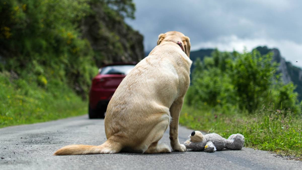 Jusqu'à 75 000 euros d'amende : l'abandon d'animaux est puni de lourdes sanctions en France
