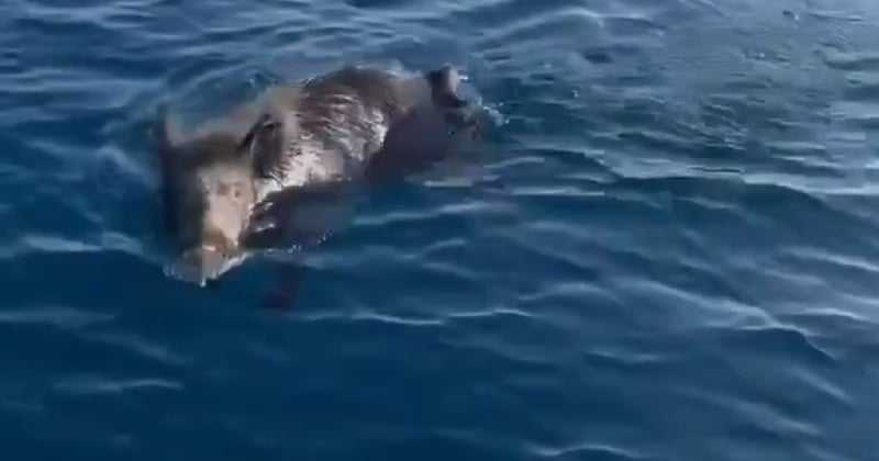 Var : un sanglier a été aperçu en train de nager... dans la mer