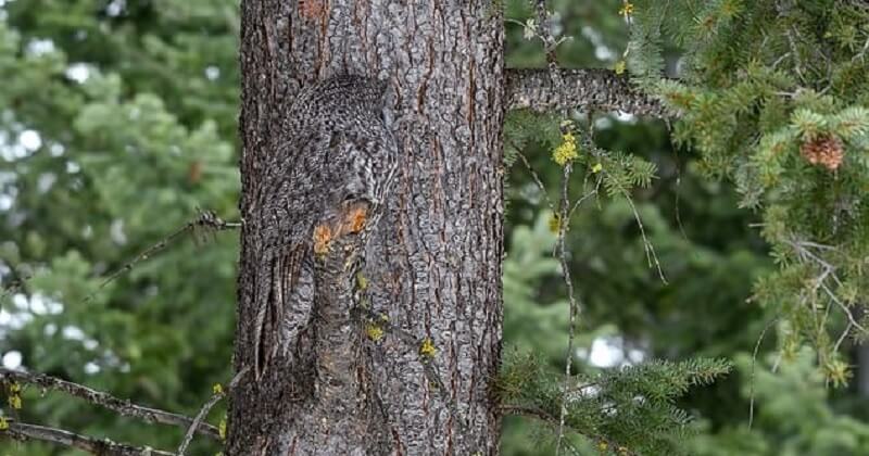 Canada : un photographe parvient à immortaliser une chouette lapone camouflée contre un arbre