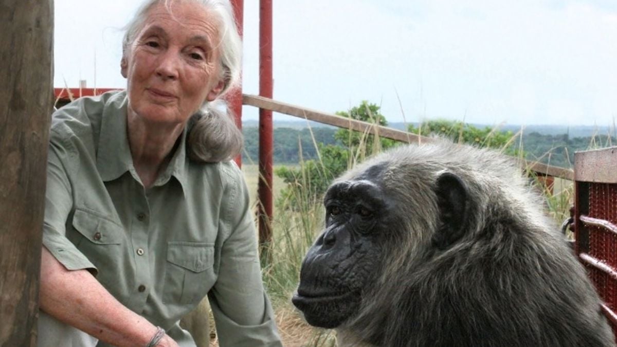 La célèbre primatologue Jane Goodall est morte à l'âge de 91 ans 