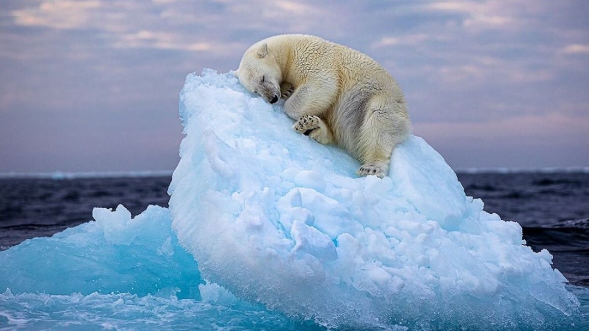 Aussi triste que magnifique, ce cliché, primé lors d'un concours, témoigne « des impacts néfastes du réchauffement climatique »