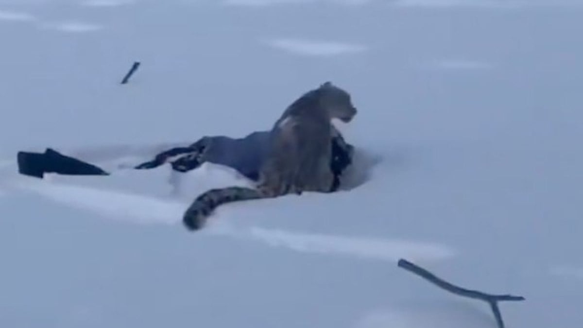 Un léopard des neiges mutile une skieuse qui s'était approchée pour prendre un selfie