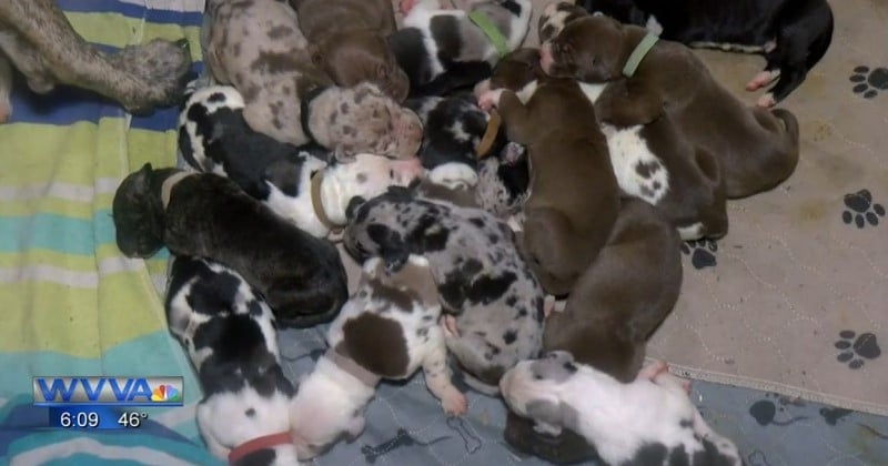 Cette chienne a accouché pendant 27 heures et a donné naissance à un nombre de chiots hallucinant