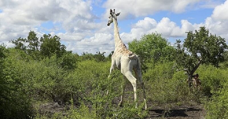 Kenya : la seule girafe blanche en vie est suivie grâce à un signal GPS pour être protégée des braconniers