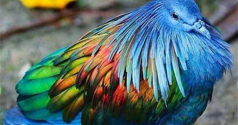 Cet oiseau multicolore est sans doute le plus beau pigeon du monde