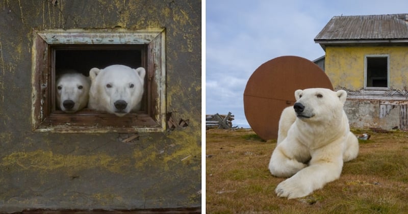 Il photographie des ours polaires sur une île abandonnée, les clichés valent le coup d'oeil	