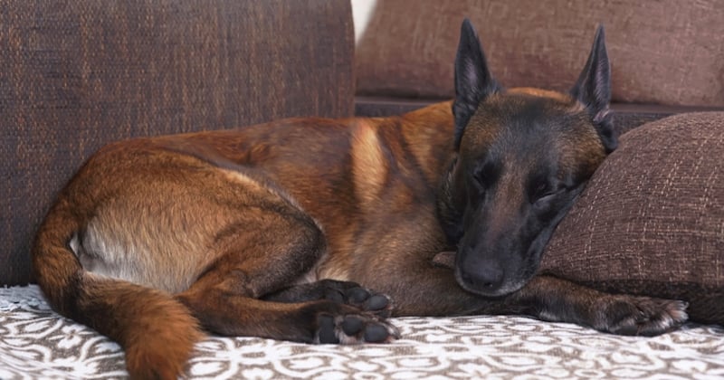 Un homme a laissé son chien mourir de faim près de Toulouse