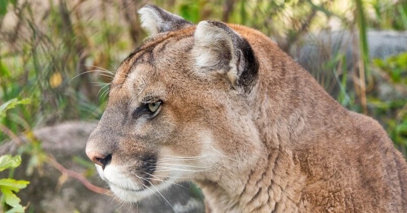 Alors que son petit garçon se faisait attaquer par un puma, une mère de famille fait fuir le fauve à coups de poing