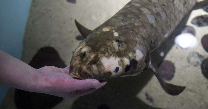 À 90 ans, ce spécimen est le plus vieux poisson d'aquarium au monde