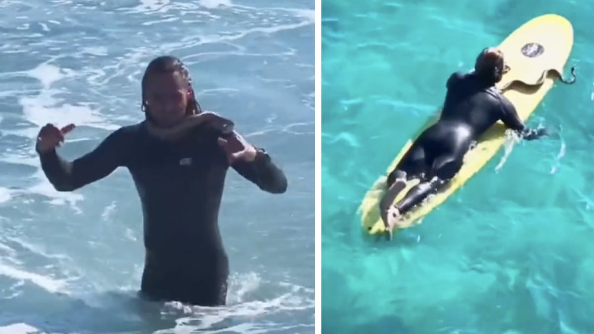 Australie : un homme s'est vu infliger une amende pour avoir surfé avec un python enroulé autour du cou