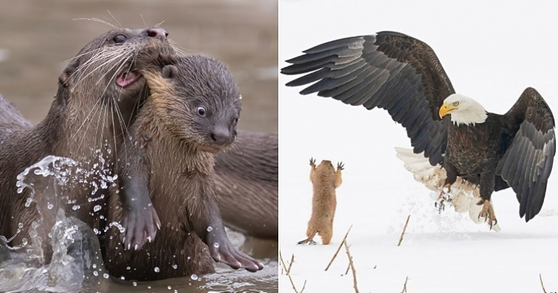 Découvrez les grands gagnants du Comedy Wildlife Photography Awards 2021