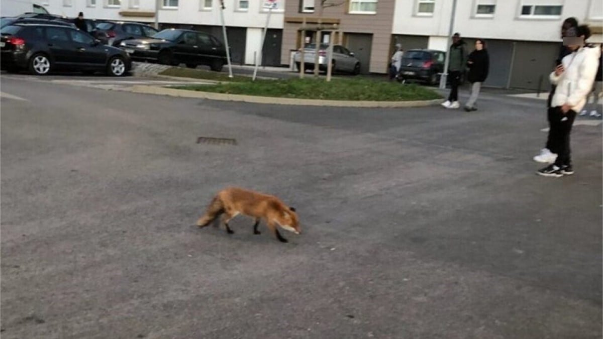 Dans l'Essonne, un renard élit domicile dans un quartier, mais son sort inquiète les habitants